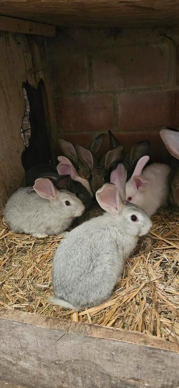 9 vlaamse reusjes voor 120 samen beschikbaar voor biedingen