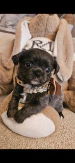 Chihuahua teefje, Dieren en Toebehoren, België, Fokker | Hobbymatig, 8 tot 15 weken, Eén hond