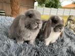 nederlands hangoordwerg koppeltje, Dieren en Toebehoren, Konijnen, Meerdere dieren, Dwerg, Hangoor