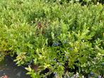 Bos bessen, Tuin en Terras, Ophalen of Verzenden, Vaste plant