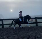 Fijne dressuurmerrie, Dieren en Toebehoren, Paarden, Merrie