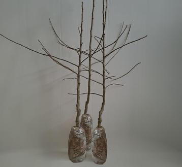 Fruitperenbomen beschikbaar voor biedingen