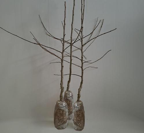 Fruitperenbomen, Tuin en Terras, Planten | Fruitbomen, Perenboom, 250 tot 400 cm, Halfschaduw, Lente, In pot, Ophalen