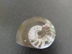 Pierre fossile d'ammonite polie, Collections, Fossile, Enlèvement ou Envoi