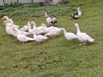 Barberie eenden 10 euro per stuk mannetjes en Vrouwtjes, Dieren en Toebehoren, Pluimvee