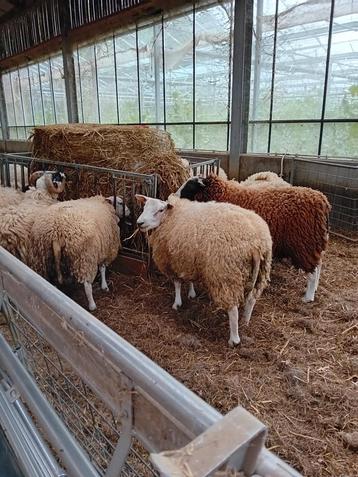 Rammen schapen