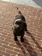 Mooie labrador pups, België, Fokker | Hobbymatig, 8 tot 15 weken, Labrador retriever