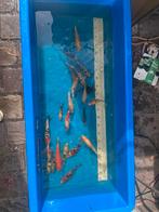 Koi, Dieren en Toebehoren, Vissen | Vijvervissen, Karper of Koi