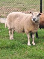 Bleu du main ooi, Dieren en Toebehoren, Vrouwelijk, Schaap, 3 tot 5 jaar