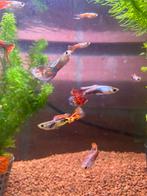 Guppy