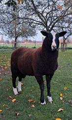 Zwartbles bokken, Dieren en Toebehoren, Mannelijk, Schaap, 0 tot 2 jaar