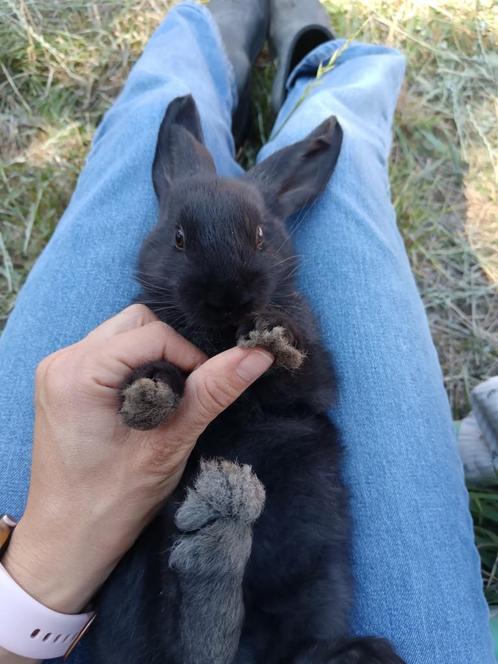 Vlaamse reus, Dieren en Toebehoren, Konijnen, Groot, Meerdere dieren, 0 tot 2 jaar
