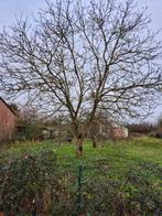 arbre à couper, Tuin en Terras, Brandhout, Ophalen of Verzenden