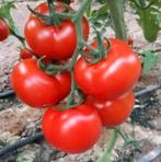 Verschillende soorten Bio tomatenplanten, Tuin en Terras, Planten | Tuinplanten, Ophalen
