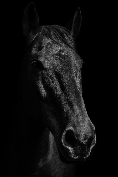 Prachtige ruin te koop, Dieren en Toebehoren, Paarden, Ruin