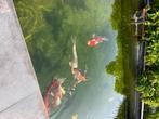 8 Koi Karpers en 1 steur, Dieren en Toebehoren, Karper of Koi
