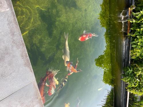 8 Koi Karpers en 1 steur, Dieren en Toebehoren, Vissen | Vijvervissen, Karper of Koi