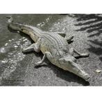 Crocodile Resting – Krokodil beeld Lengte 131 cm, Ophalen, Nieuw
