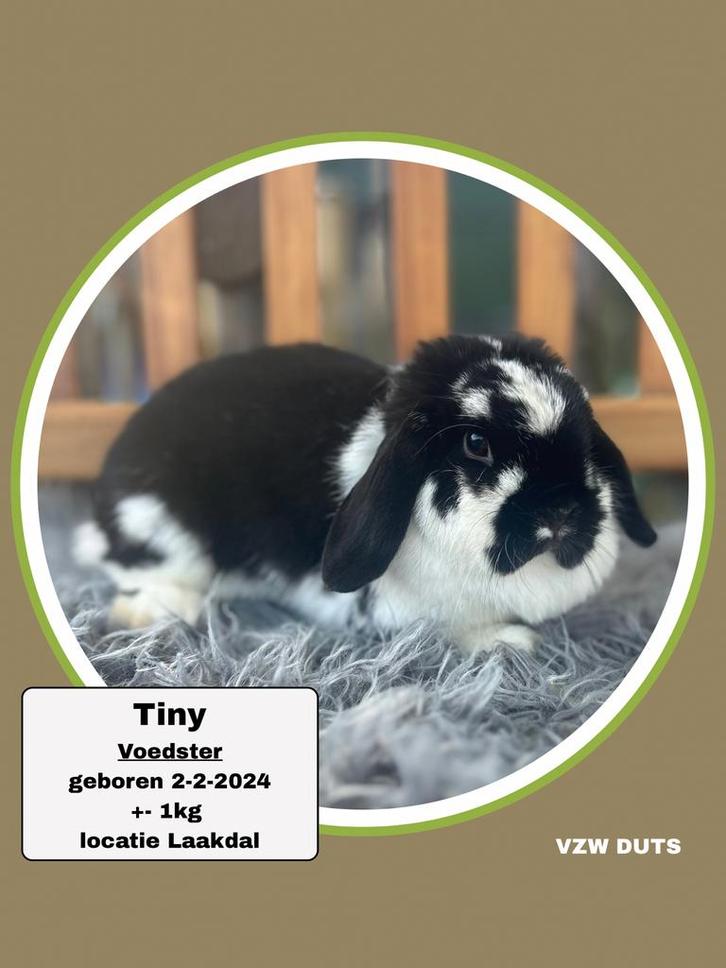 Ter adoptie gevaccineerde voedster, Dieren en Toebehoren, Konijnen, Klein, Vrouwelijk, 0 tot 2 jaar, Hangoor