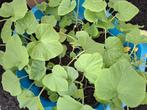 pompoen, butternut, kerstomaten en courgetteplantjes te koop, Tuin en Terras, Planten | Tuinplanten, Ophalen, Groenteplanten