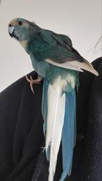 Kakariki apprivoisés femelle et male