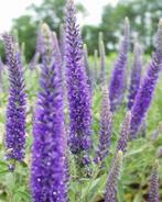 Sesleria en Veronica, Ophalen of Verzenden, Vaste plant