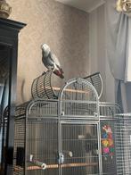 Grijze roodstaart, Dieren en Toebehoren, Papegaai