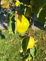 Biologische kweeperen 1€/kg, Ophalen