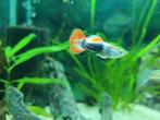 Guppy's, Dieren en Toebehoren, Vissen | Aquariumvissen