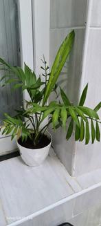 Plante, Jardin & Terrasse, Enlèvement ou Envoi