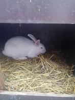 konijn, Dieren en Toebehoren, Konijnen, Vrouwelijk, Groot, 0 tot 2 jaar