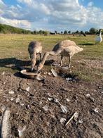 Zwanen, Dieren en Toebehoren, Vogels | Overige Vogels, Tam