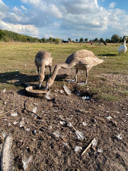 Zwanen, Dieren en Toebehoren, Vogels | Overige Vogels, Tam