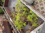 Buxus plantjes, Tuin en Terras, Ophalen