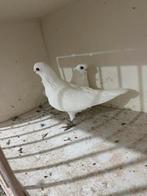 Witte mooie duiven, Dieren en Toebehoren