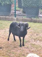 Mooie zwarte ouessant ram, Dieren en Toebehoren, Schapen, Geiten en Varkens, Mannelijk, Schaap, 0 tot 2 jaar