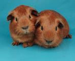 2 jonge cavia's, Dieren en Toebehoren, Knaagdieren, November, Mannelijk, Cavia