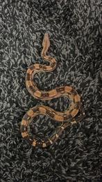 Boa constrictor, Ophalen, Gebruikt, Terrarium of Paludarium
