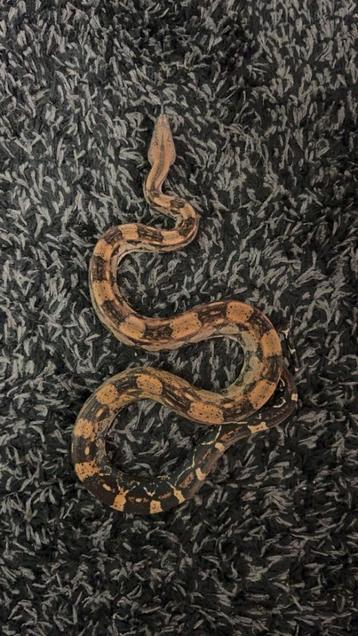 Boa constrictor beschikbaar voor biedingen