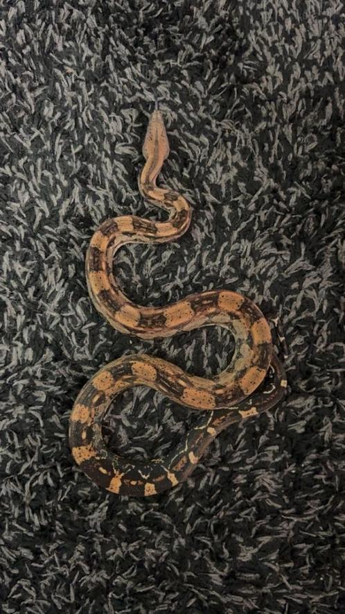 Boa constrictor, Dieren en Toebehoren, Reptielen en Amfibieën | Toebehoren, Gebruikt, Terrarium of Paludarium, Ophalen