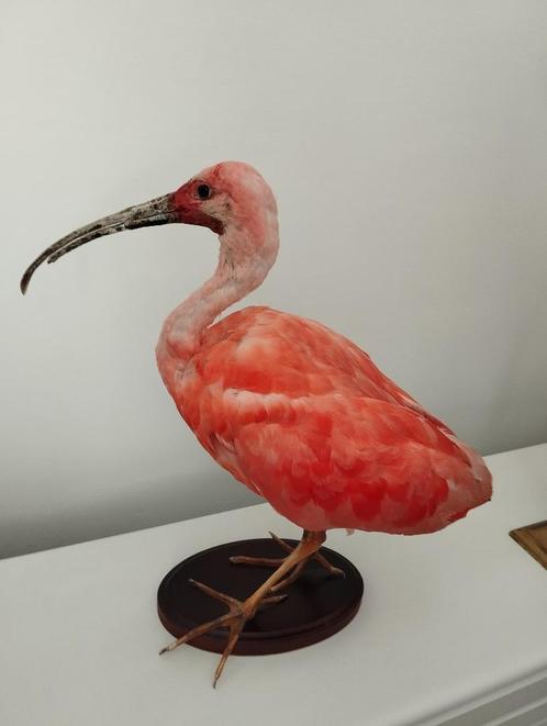 Ibis sur socle, Collections, Collections Animaux, Comme neuf, Animal empaillé, Oiseaux, Enlèvement