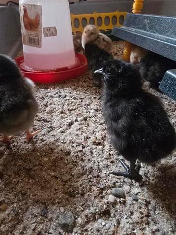 Kuikens te koop verschillende soorten  beschikbaar voor biedingen