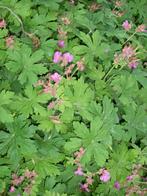 Geranium Macrorrhizum 'Bevan's Variety', 'Ingwersens Variety, Printemps, Couvre-sol, Enlèvement, Plante fixe