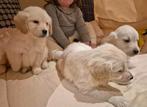 Golden Retriever pups, Dieren en Toebehoren, Honden | Retrievers, Spaniëls en Waterhonden, Golden retriever, België, Fokker | Hobbymatig