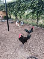 Spaanse witwang haan, Dieren en Toebehoren