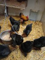 Duitse kriel Langshan, kriel kippen, Dieren en Toebehoren, Pluimvee