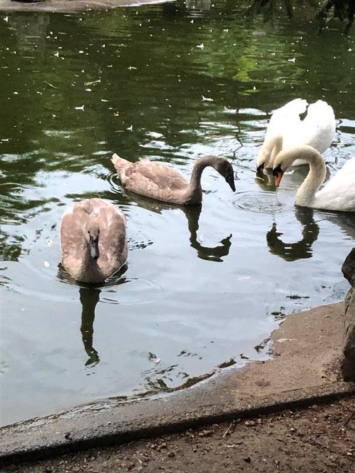 Knobbelzwanen, Dieren en Toebehoren, Pluimvee, Geslacht onbekend