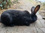 lotharinger, Dieren en Toebehoren, Konijnen