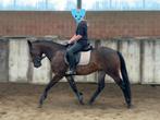 3-jarige quarterruin, Dieren en Toebehoren, Paarden, Minder dan 160 cm, Ruin, Zadelmak, Gechipt