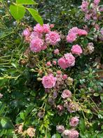 roosjes : roze, Ophalen, Vaste plant
